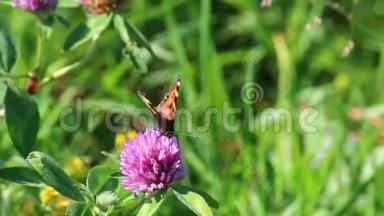 <strong>蝴蝶</strong>在草地上采集三叶草的花蜜。<strong>花草</strong>在夏日的暖风中摇曳